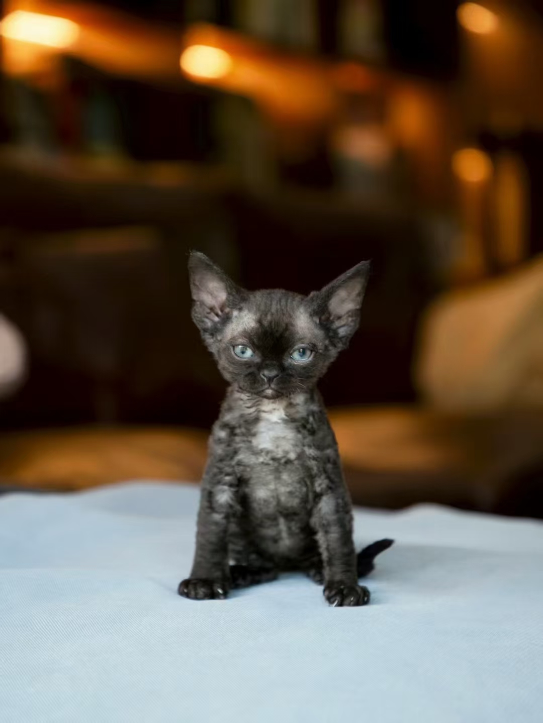 德文卷毛猫 性格像小狗的小猫 不掉毛 黏人